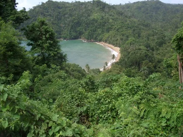 Forested hillside above a curved sandy bay