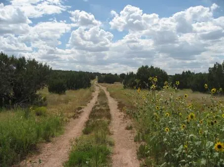 Dirt ranch road through grass and sunflowers